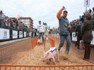 Corrida do Porco é atração no Festival da Carne Suína